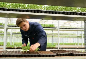 Uitzendkracht werkt met kleine plantjes